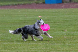 Gli 8 migliori frisbee per cani del 2022:cosa devi sapere!