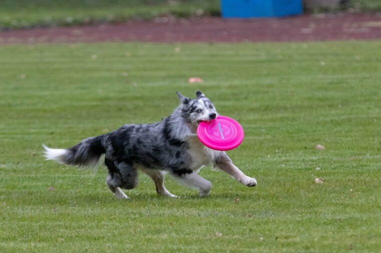 australian cattle dog playing frisbee