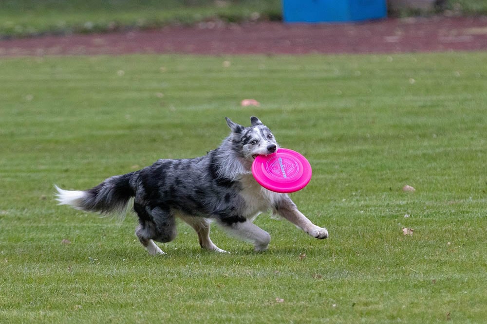 SFBIN 5 Dog Frisbees Dog Frisbee Puppy Flyer Toy Faster Response Training Interactive Toys for Small Medium Sized Dogs Light Weight Floating Discs 