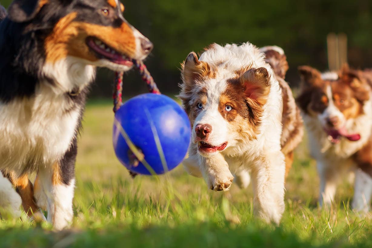 8 Best Dog Toys for Australian Shepherds in 2022