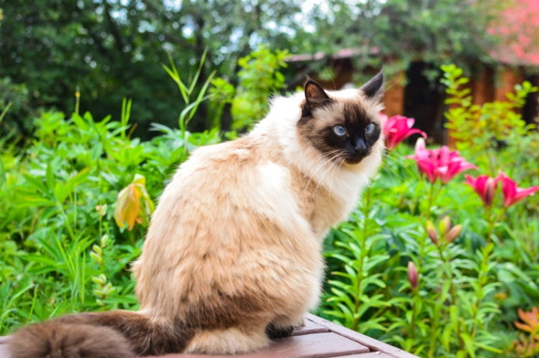 balinese cat in the garden