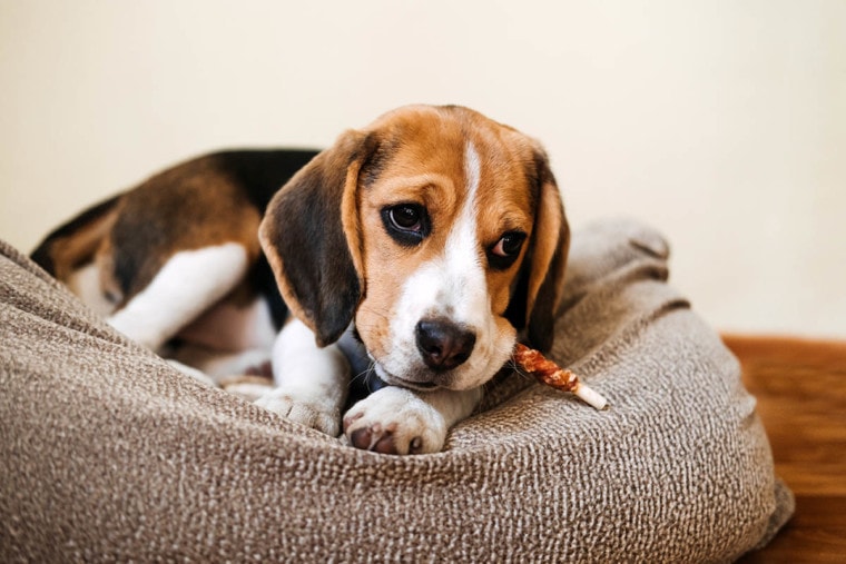 beagle enjoying its bully stick