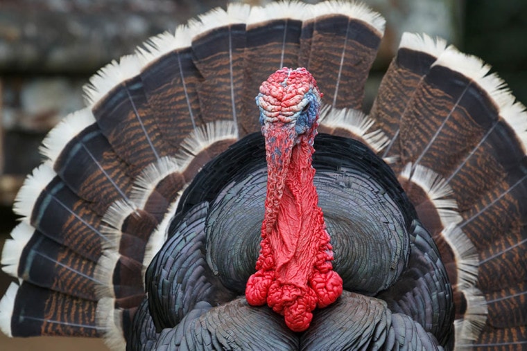 Bronze turkey close up