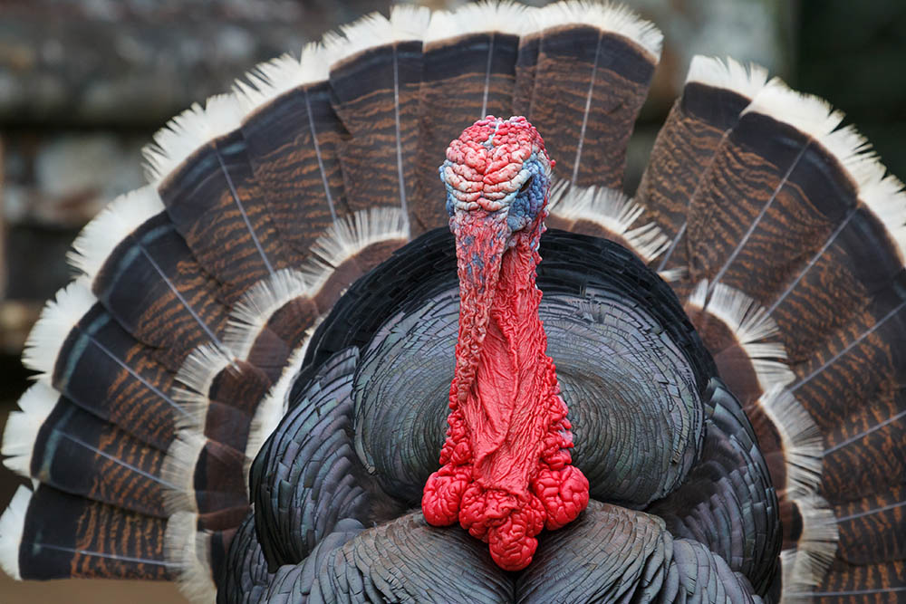 ukuelige At redigere Landbrugs Bronze Turkey: Facts, Uses, Origins & Characteristics | Pet Keen