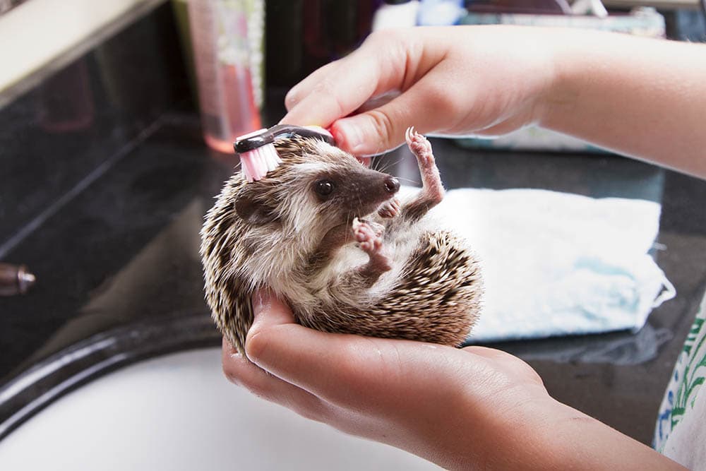 brushing a hedgehog