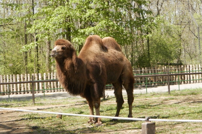 camel standing outdoor