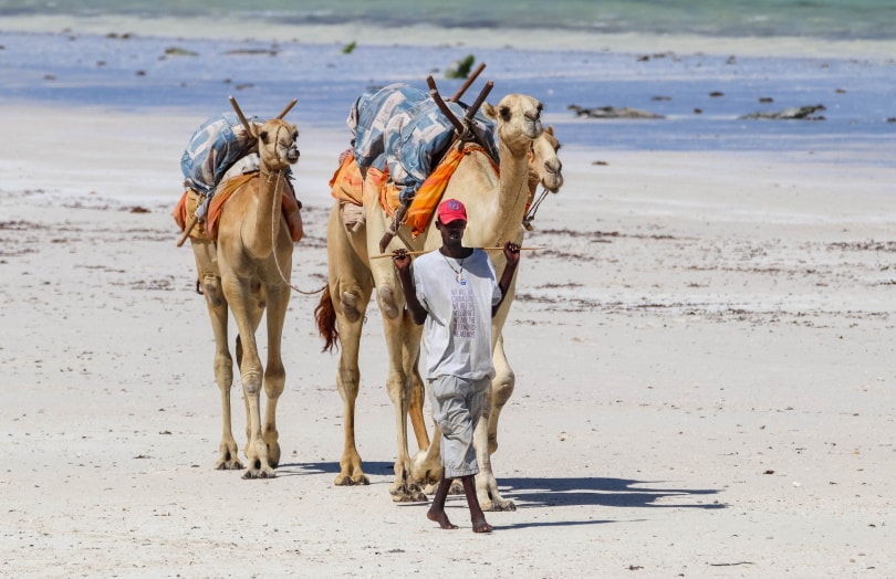 camellos carrying goods
