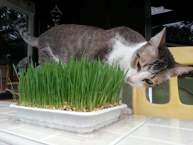 tabby cat-eat-young-wheatgrass