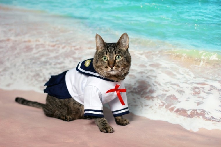 cat in a sailor costume