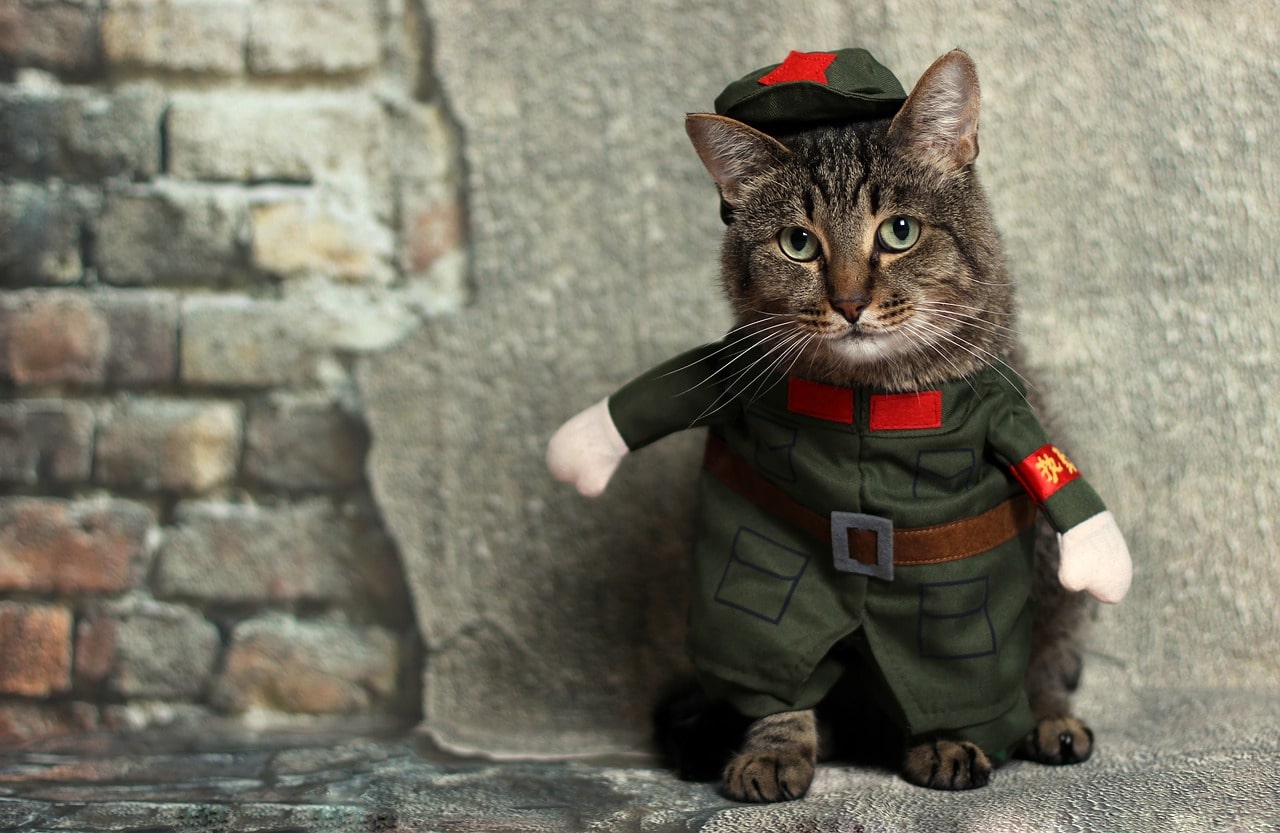 एक सैनिक पोशाक में बिल्ली