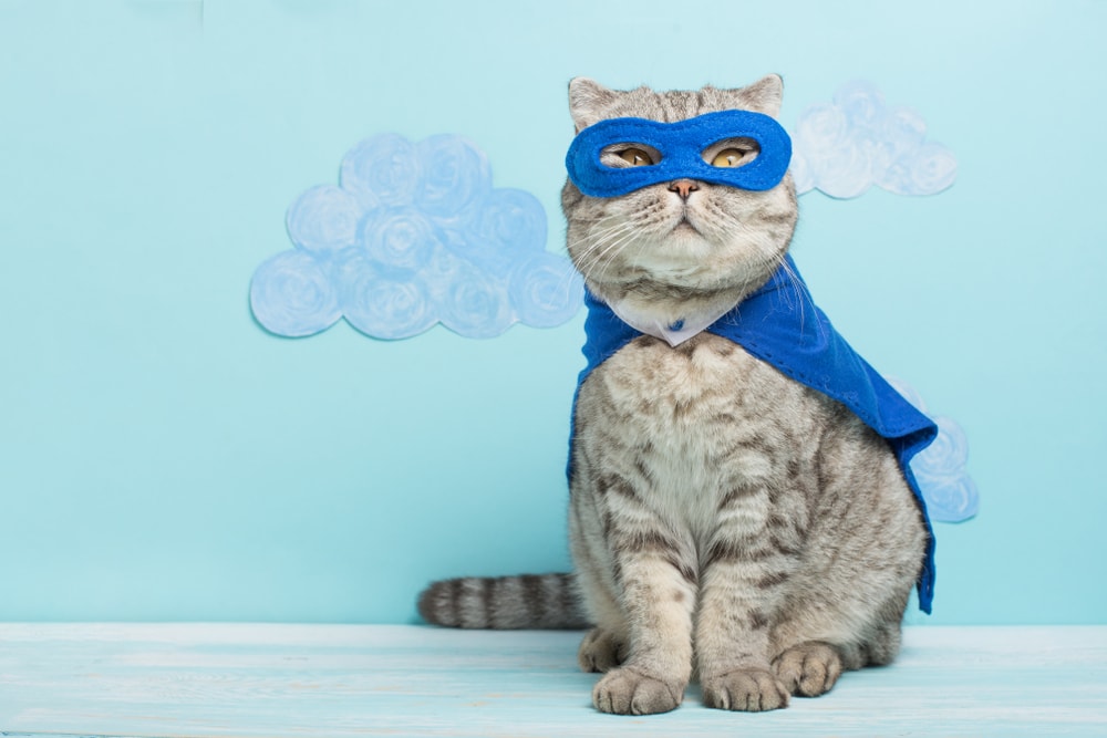 सुपर हीरो पोशाक में बिल्ली