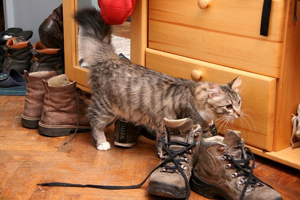 जूते में बिल्ली का पेशाब