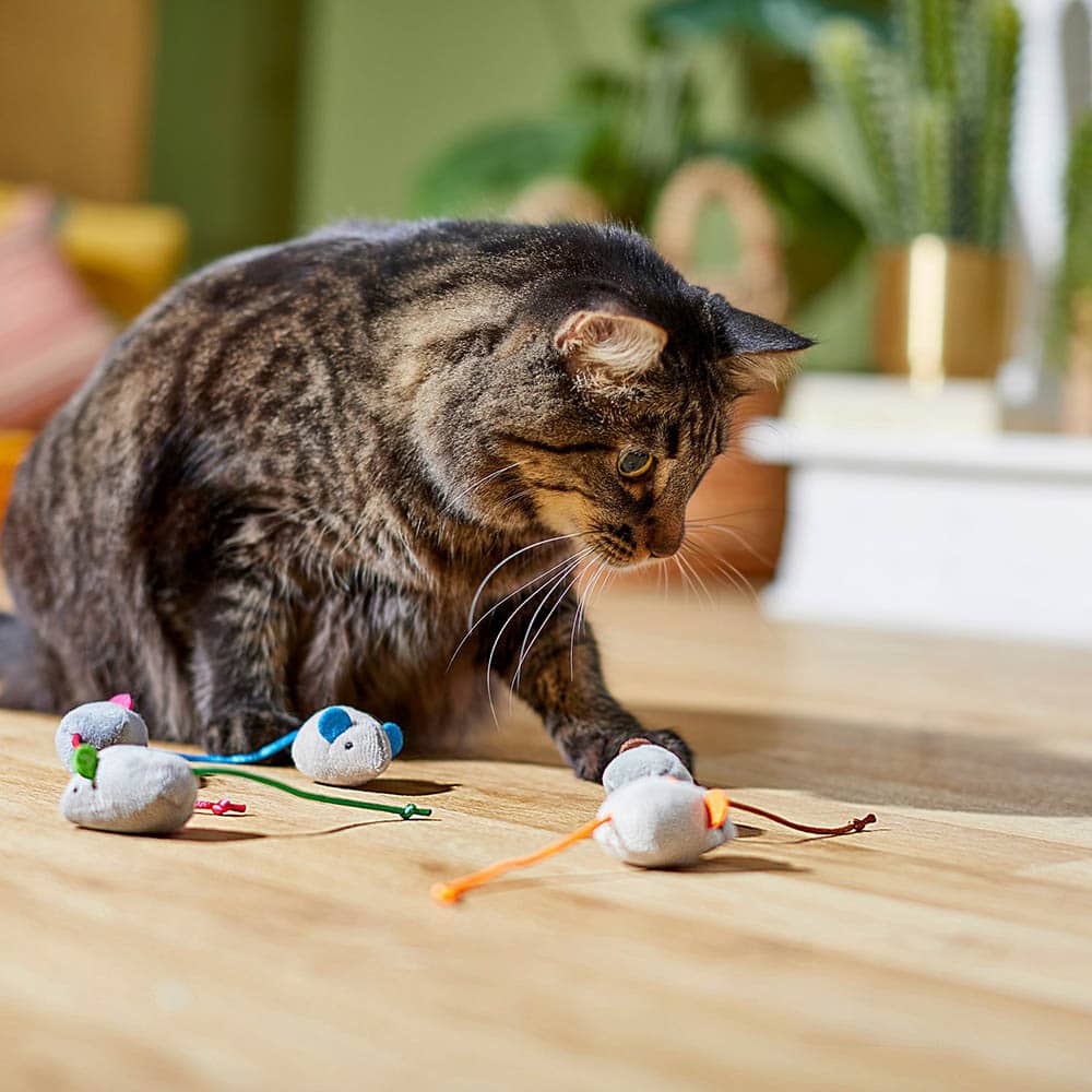 cat playing with Frisco Basic Plush Mice Cat Toy with Catnip