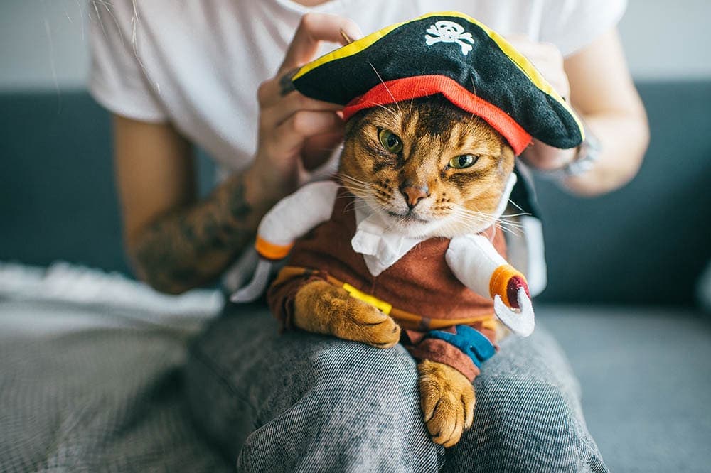 समुद्री डाकू पोशाक पहने बिल्ली
