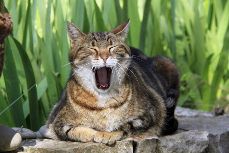 cat yawning outdoor