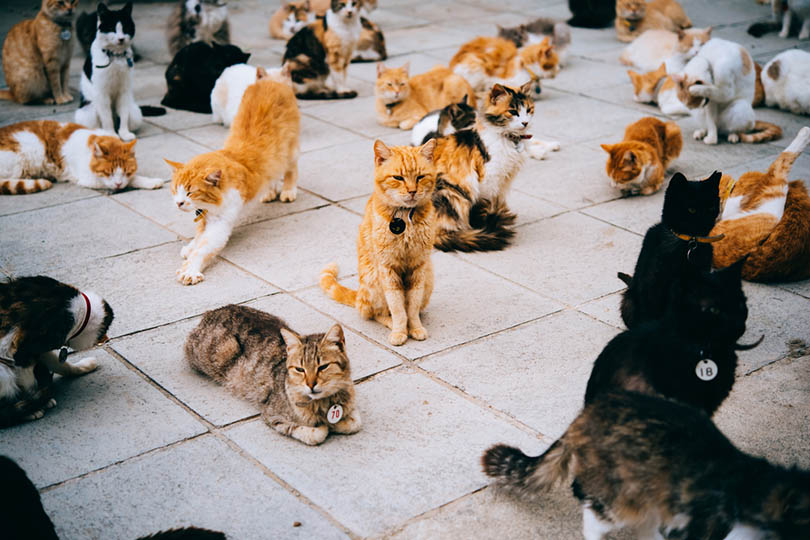 gatos en refugios de animales