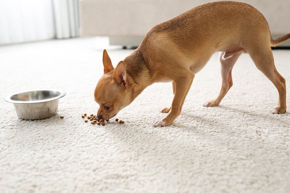 chihuahua eating its food on the floor