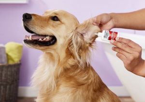 cleaning dog's ears with a solution