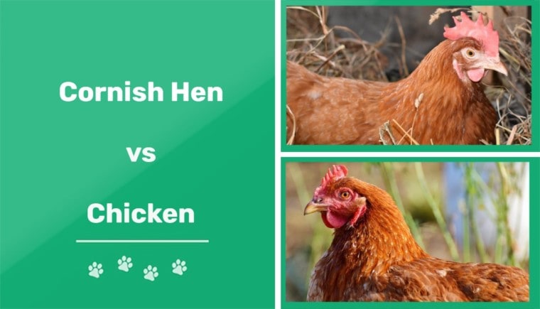 cornish hen vs chicken featured