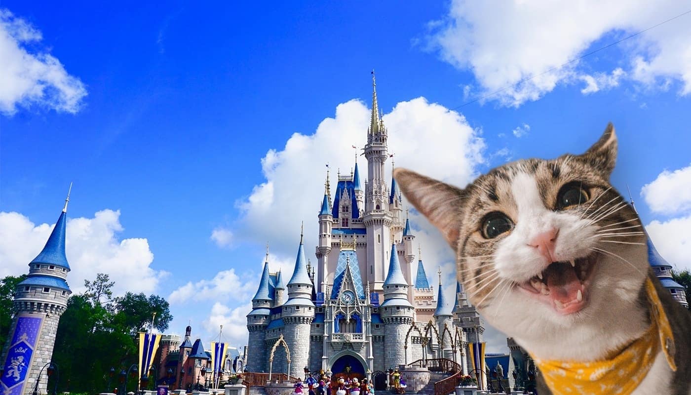Plus de 350 noms de chat Disney :options fantastiques et amusantes pour votre chat