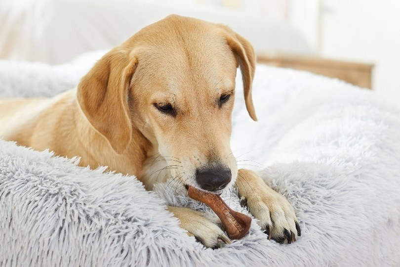 dog chewing on breath freshener