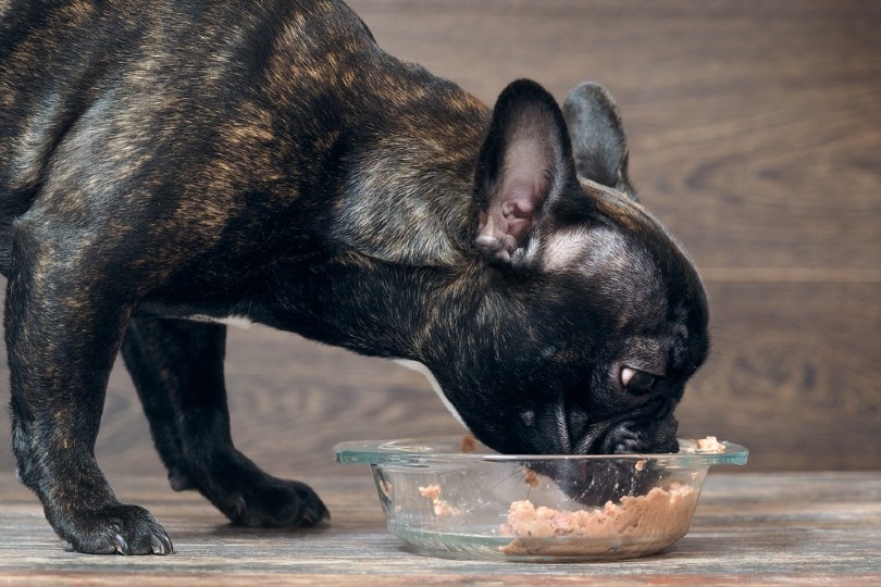 A dog eating wet food from a bowl