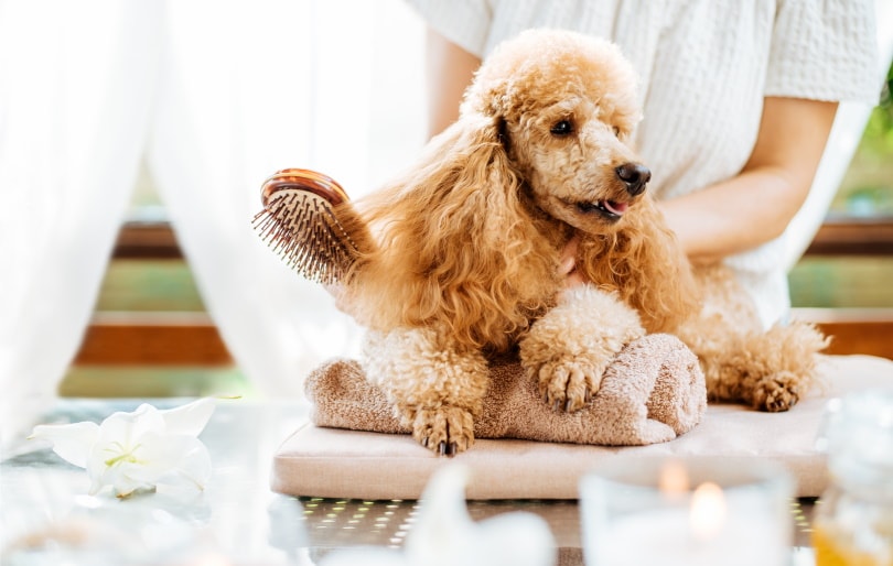 PetSmart Grooming Prices 2022 (Dogs, Cats, Puppies + More)