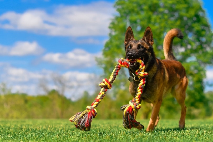 dog playing with rope toy outdoors