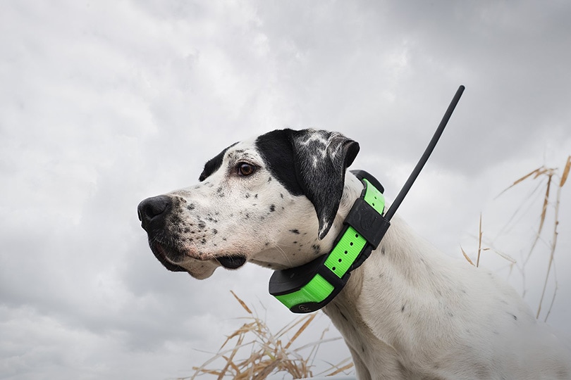 A dog wearing a training collar