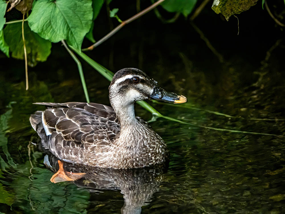 eastern spot-billed duck