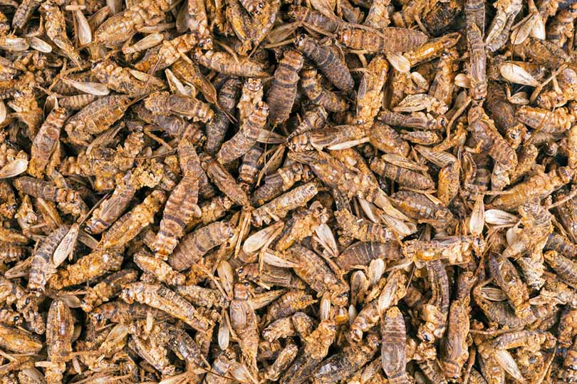 edible whole roasted crickets