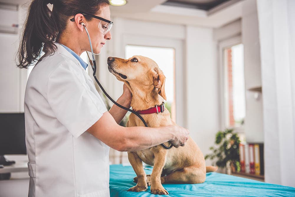 female veterinarian checking up a dog