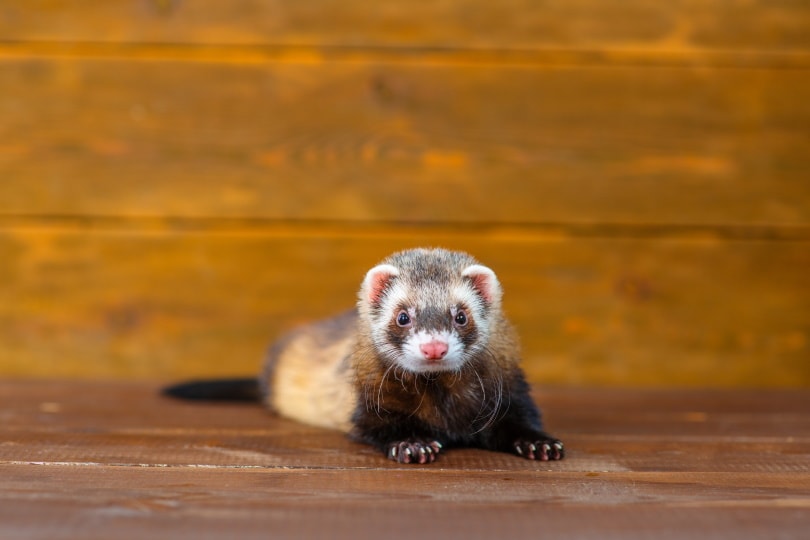 ferret lies on the wooden floor