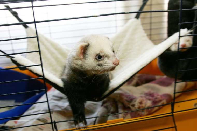 ferret with a hammock in its cage