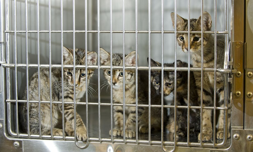 four kittens in a cage in an animal shelter