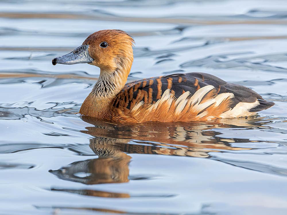 Fulvous whistling duck in a pond