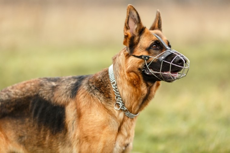german shepherd dog wearing a muzzle