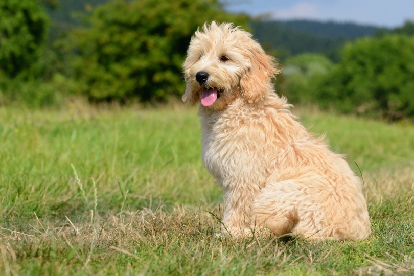goldendoodle sitting on the grass