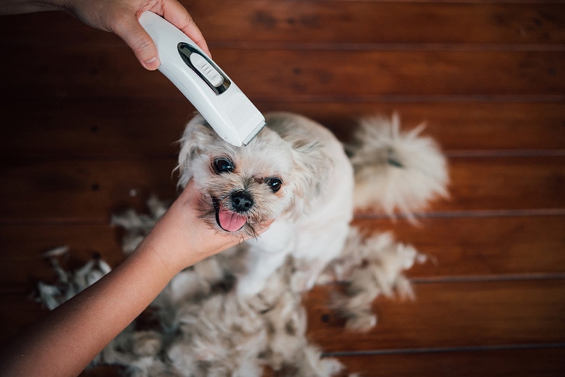 grooming a dog with white clippers