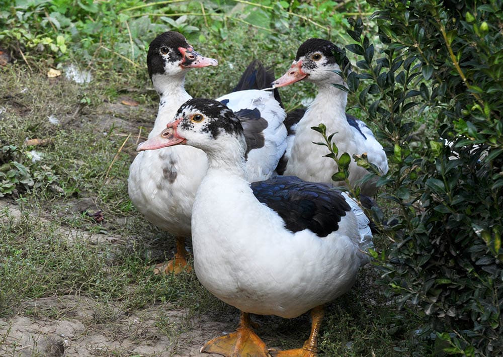 group of musk ducks