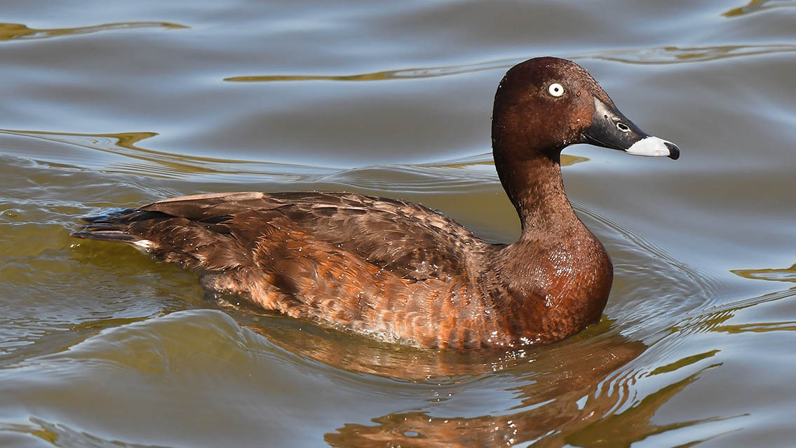Hardhead duck on the water