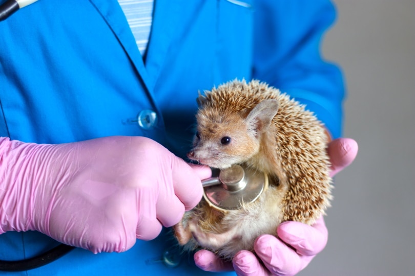 hedgehog checked by vet.