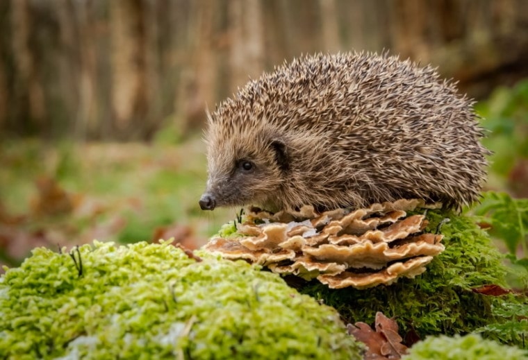 hedgehog in the wild
