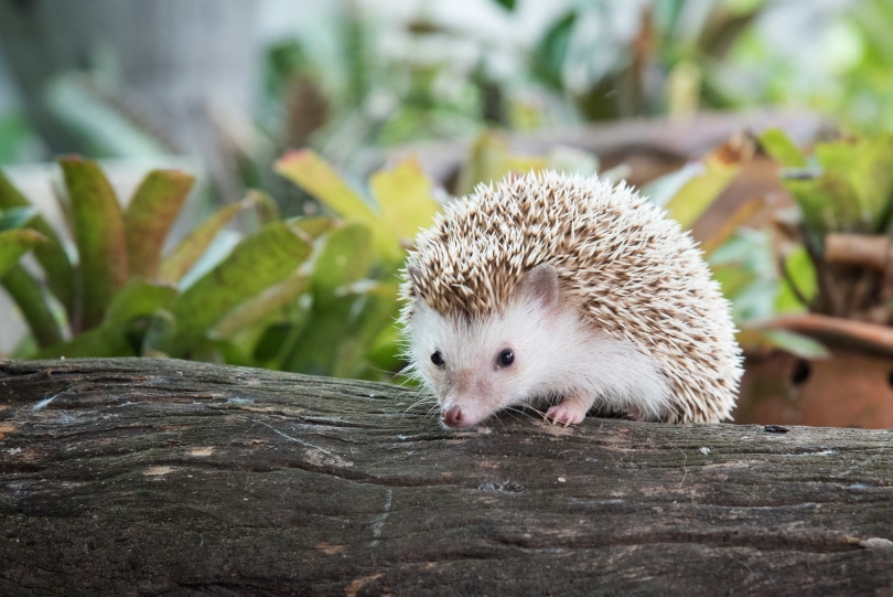 hedgehog on the log