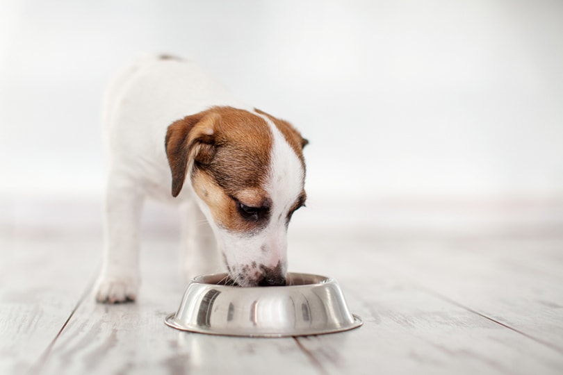 jack russell terier puppy eating food from bowl
