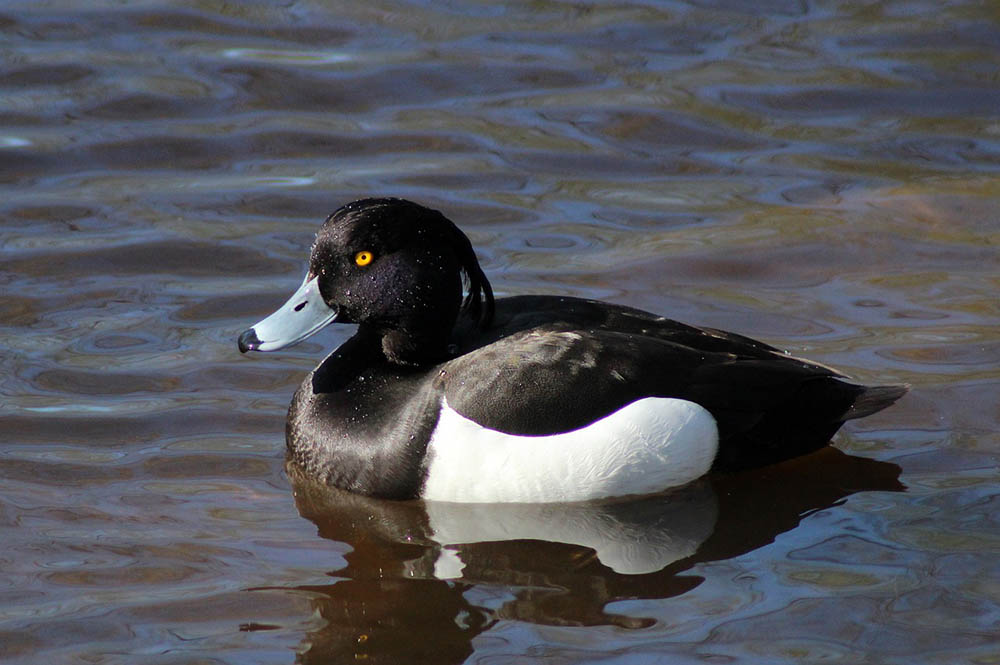 male Tufted Duck