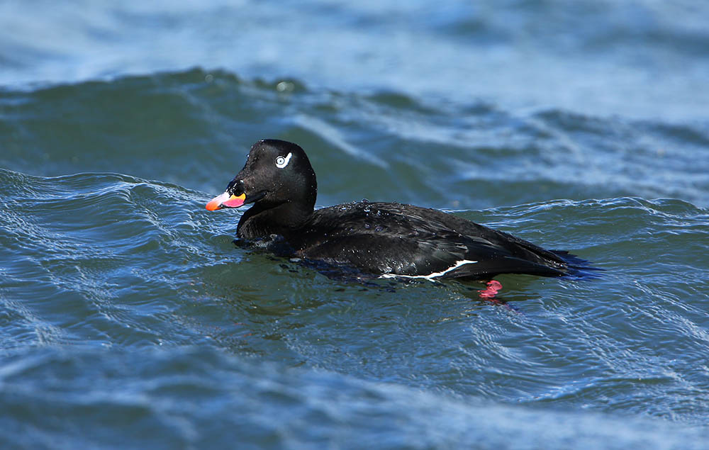 Male American White-winged Scoter
