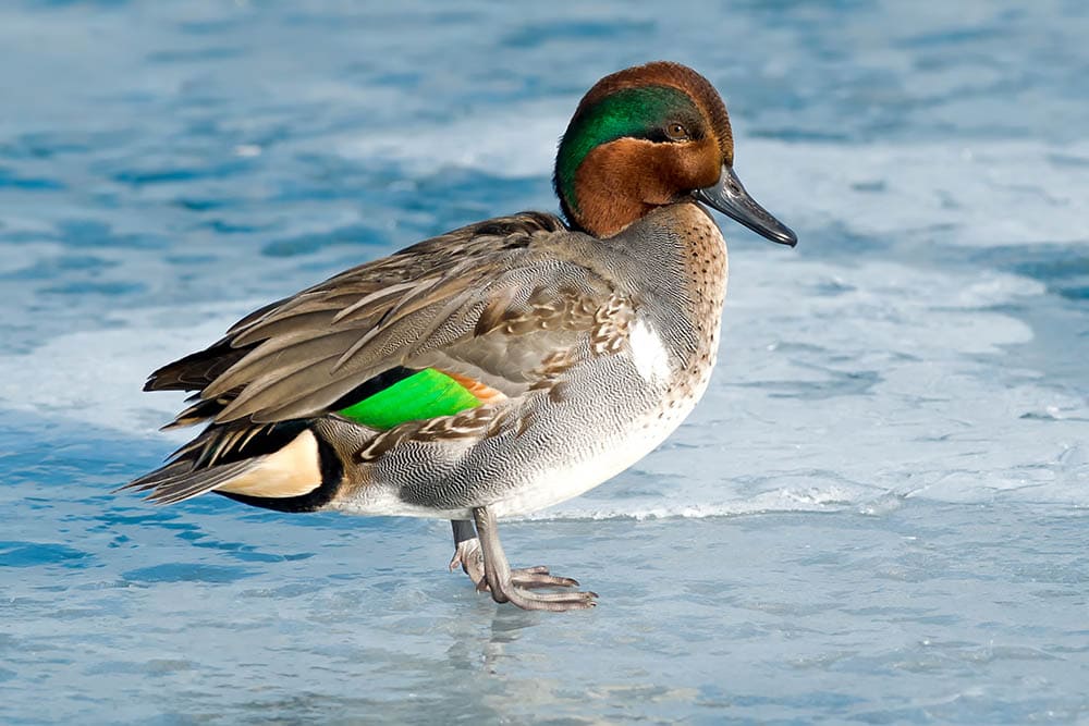 male Green-winged Teal