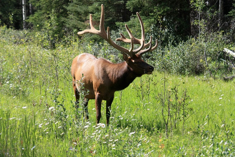 moose in Canada