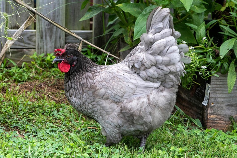 Olive Egger chicken